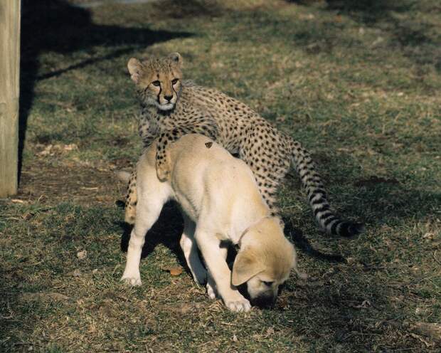 Про дружбу кошек с собаками Sara and Lexi playing Про дружбу кошек с собаками