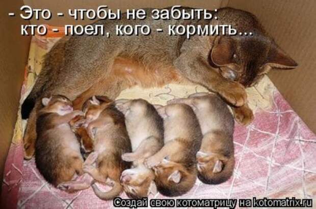 Милая котоматрица