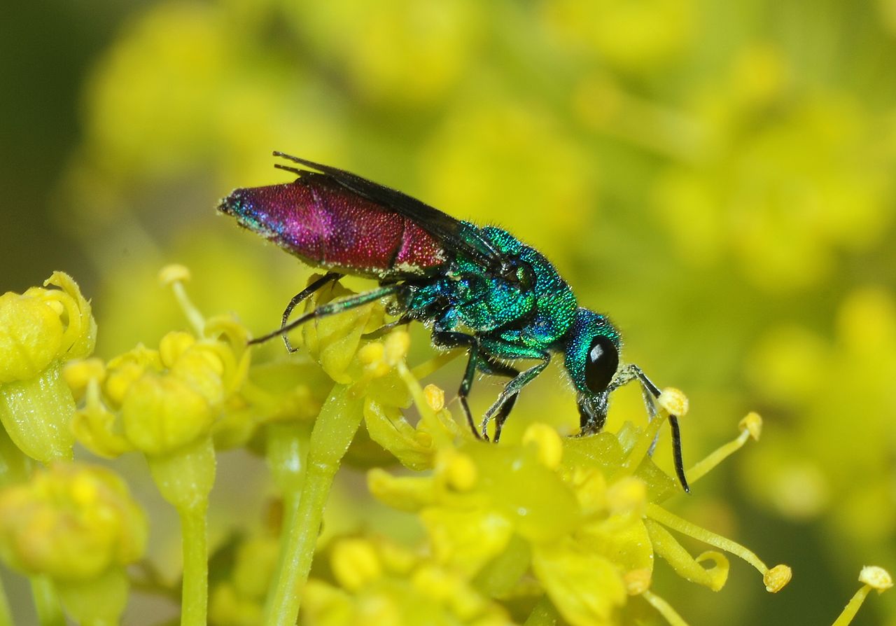 Chrysididae