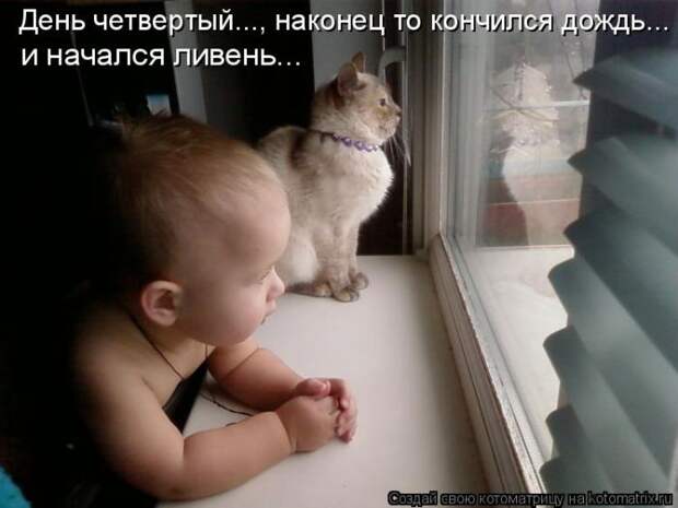 Лучшие котоматрицы недели (50 фото)