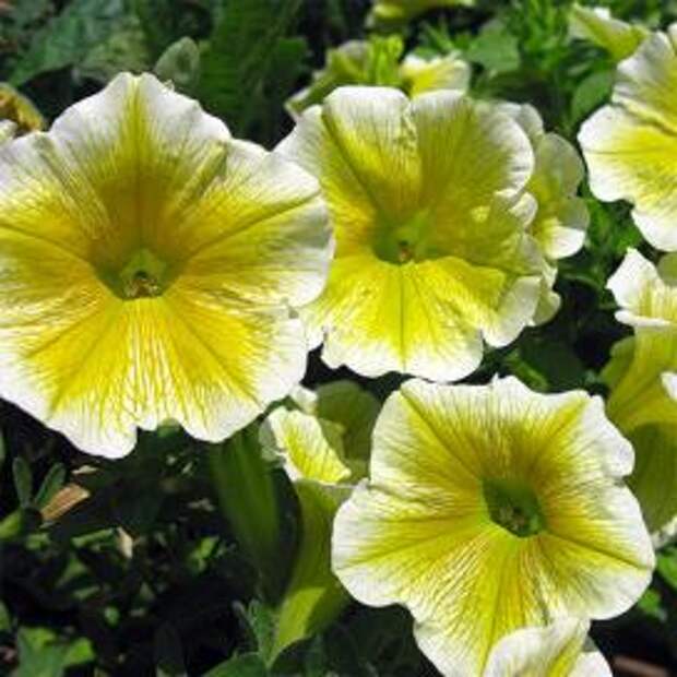 Петуния (Yellow petunias)