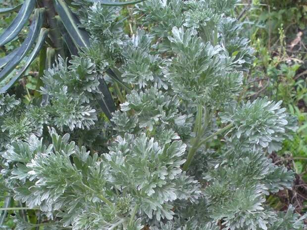 Полынь горькая (Artemisia absinthium L.)
