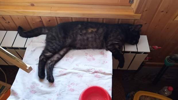 кот спит