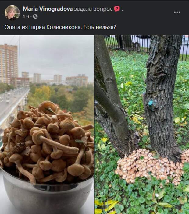 Фото дня: поляна опят в саду имени Колесникова