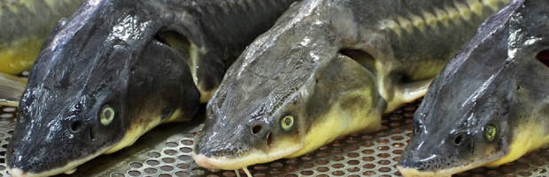 Рыбоохранную акцию запускают в Атырауской области