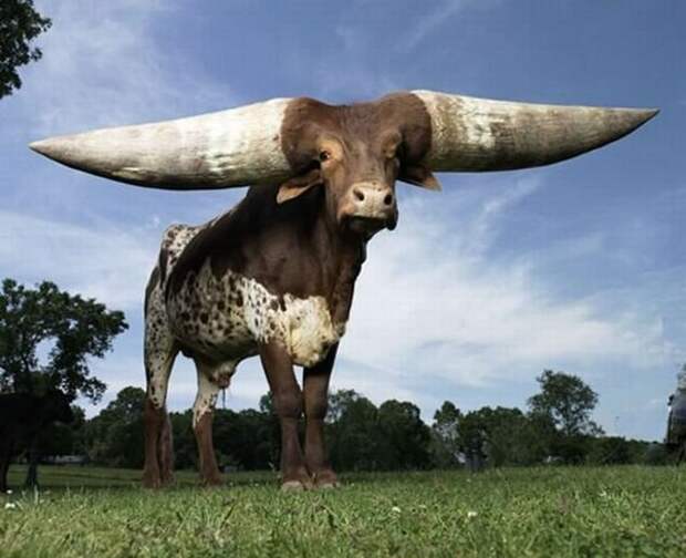 Watusi - бык с самыми большими рогами (8 фото) Watusi - бык с самыми большими рогами (8 фото)