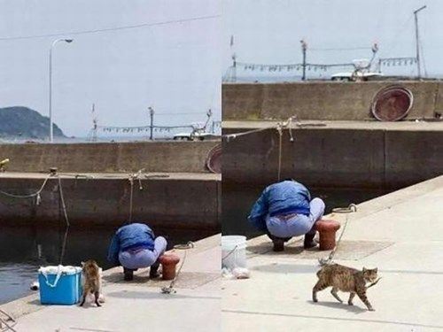 А вы любите кошек?