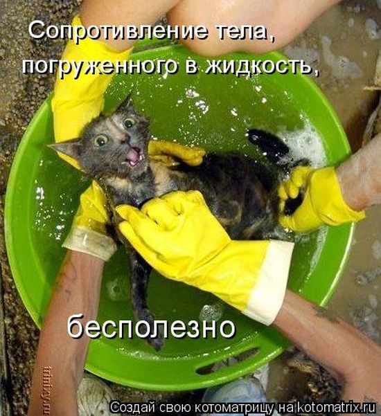 Лучшие котоматрицы недели (50 фото)