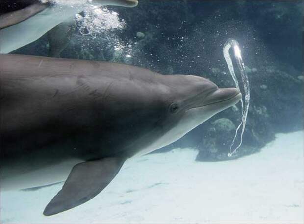 Удивительные игры дельфинов.