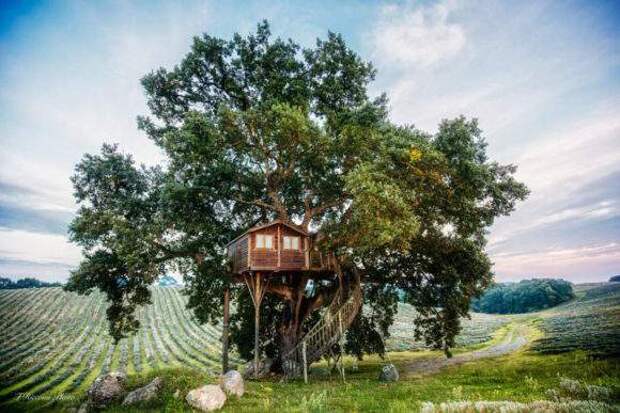 Необычная дача, построенная на дереве. Фото