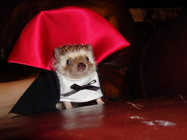 Hedgehog For Halloween 1 Как нарядить ёжика на праздник