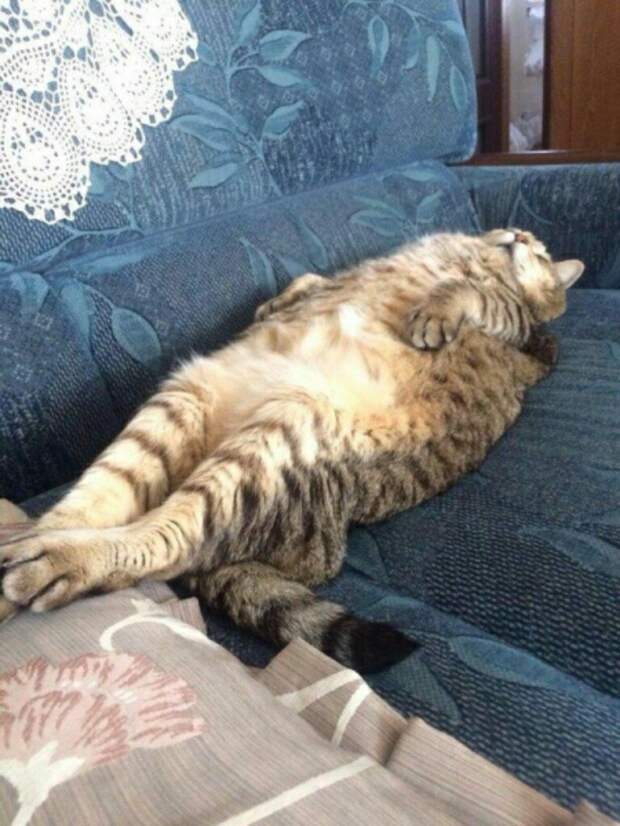 Субботний котопост коты, кошки, приколы с котами., смешные коты