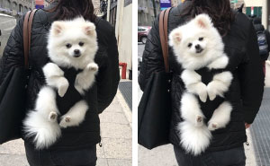 20+ Hilarious Dog Snapchats That Are Impawsible Not To Laugh At (Part 5)