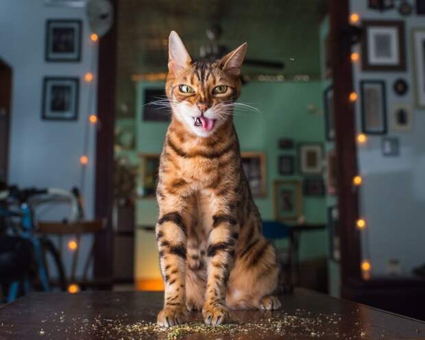 Коты и кошачья мята: вы еще не знаете, что такое кайф! животные, забавно, коты, кошачья мята, кошки, мило, смешно, фотоподборка