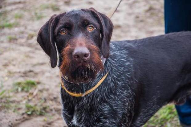 Комитет Госдумы поддержал проект об обязательной маркировке домашних животных