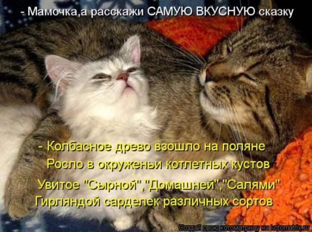 Котоматрицы (картинки с надписями)