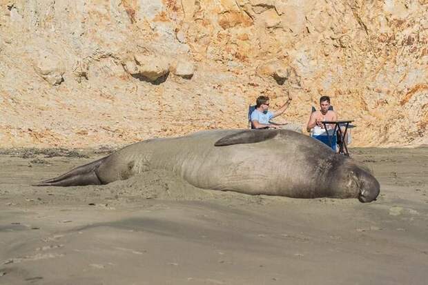 Морские слоны захватили пляж в Калифорнии забавно, забавно вышло, калифорния, морской слон, национальный парк, сша, тюлени, тюлень