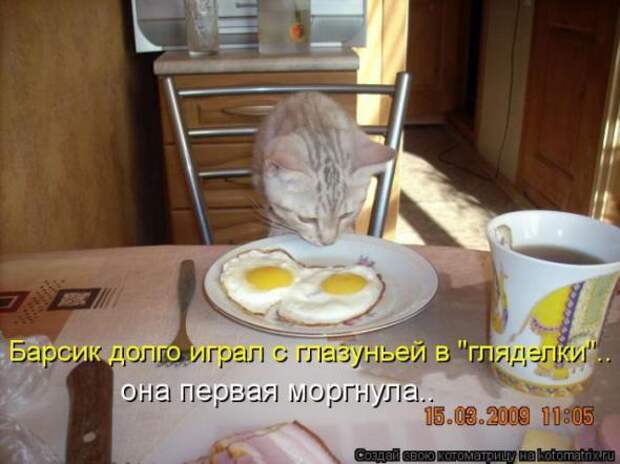 Котоматрицы(картинки с надписями)