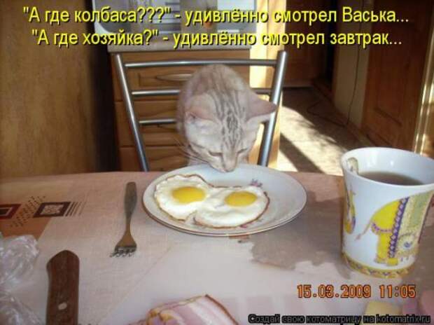 Котоматрицы(картинки с надписями)