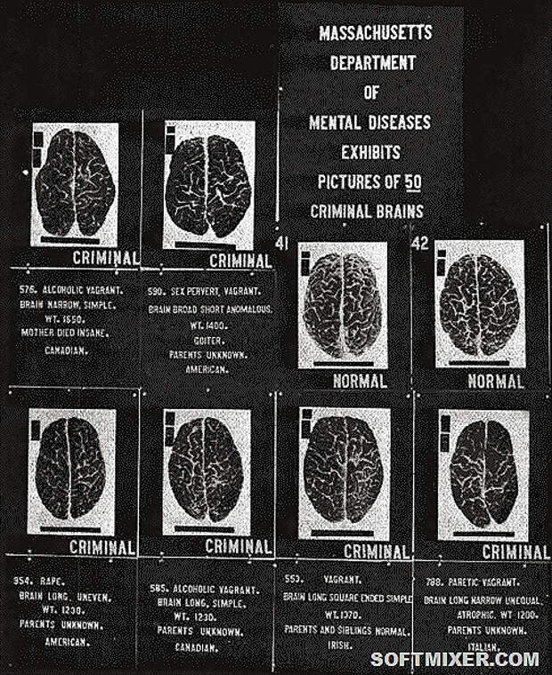 489px-Criminal_brains