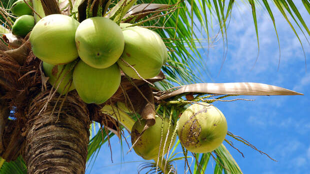 В МИСИС предлагают использовать листья пальмы для строительства и создания автомобилей