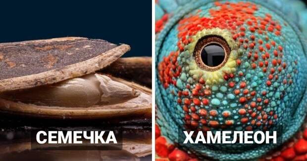Макрофотография: крошечные детали знакомых вещей