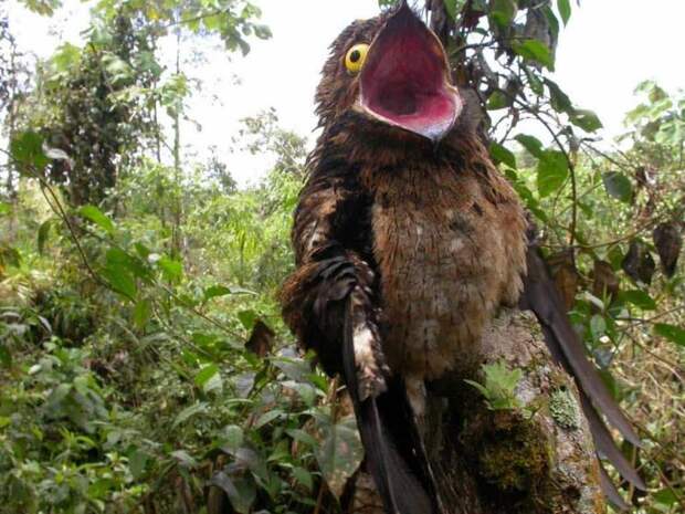 Исполинский козодой: птица, окутанная ореолом тайн и мрачных поверий исполинский козодой, козодой, редкое животное