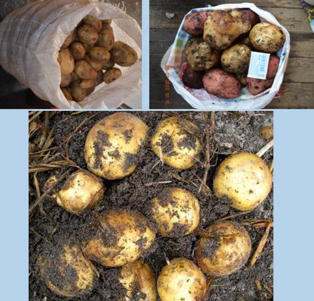 Выращивание картофеля в сене позволяет получит богатый урожай