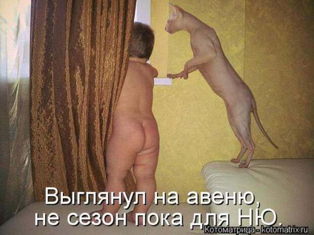 Котоматрицы(картинки с надписями)