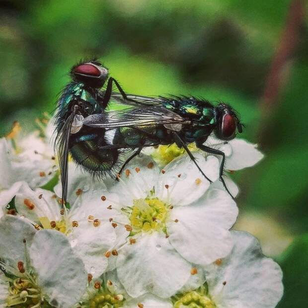 Самая «романтическая» сторона жизни насекомых