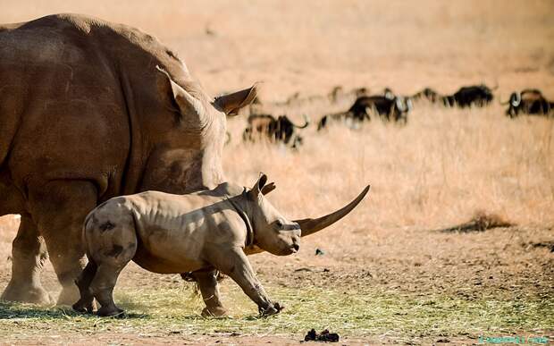 Думаете это маленький носорог с аномально большим рогом? Ничего подобного! Это просто оптический трюк.