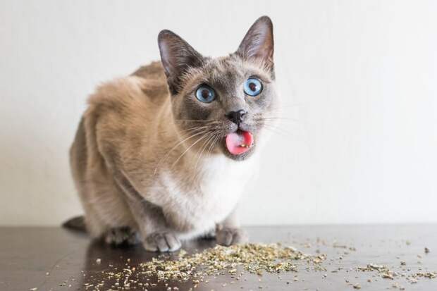 Коты и кошачья мята: вы еще не знаете, что такое кайф! животные, забавно, коты, кошачья мята, кошки, мило, смешно, фотоподборка