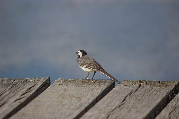 white-wagtail-1526094_960_720 alt
