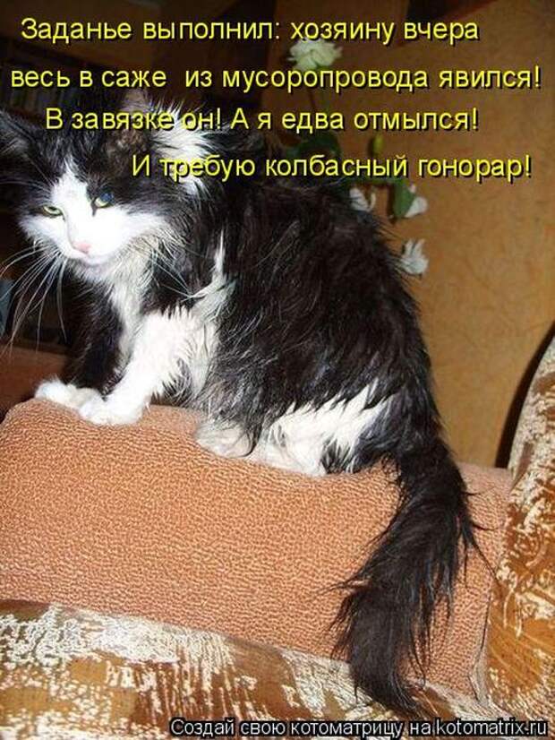 Котоматрицы :)