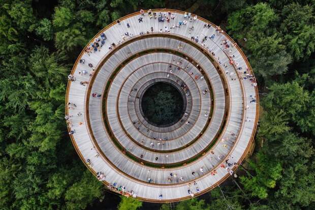 Датская лесная башня в форме песочных часов, парящих над деревьями