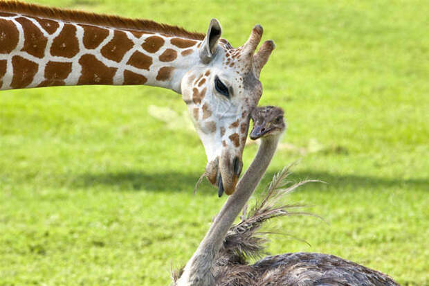 Жираф и страус