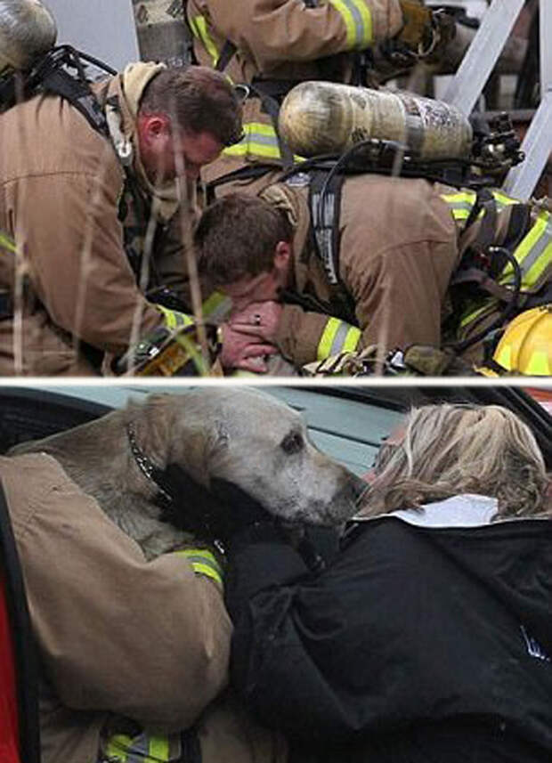 Доставив собаку в безопасное место, пожарным пришлось сделать ей искусственное дыхание, чтобы вернуть животное к жизни.