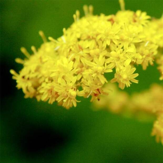 Солидаго (Solidago)