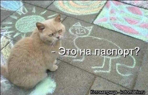 Новая котоматрица (30 фото)