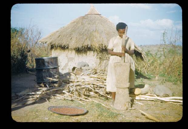 Эфиопка возе своего жилища обрабатывает пшеничные колоски.