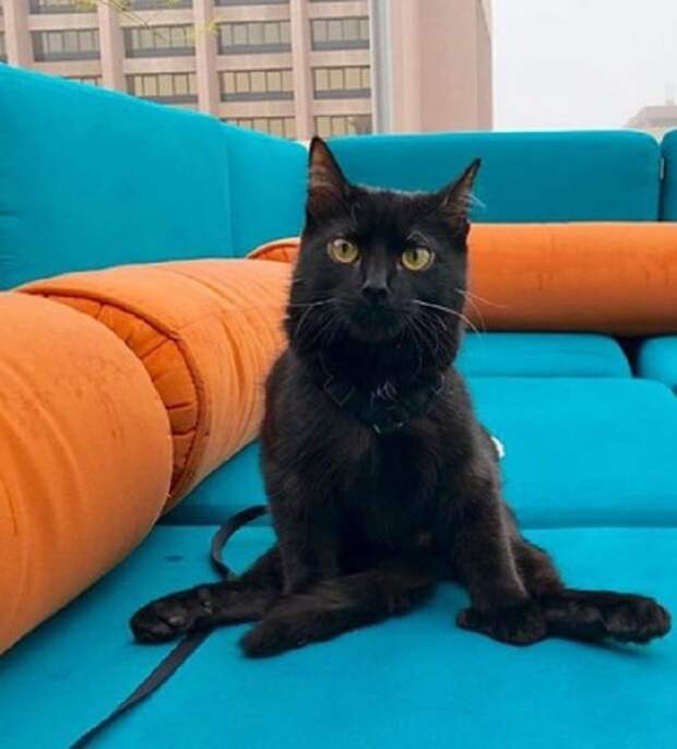 Кошка сидит