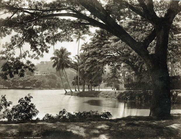 Редчайшие фотографии о повседневной жизни Шри-Ланки в 1880-х годах 17