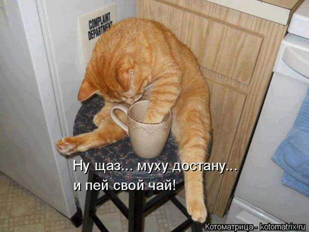 Лучшие котоматрицы недели (50 фото)