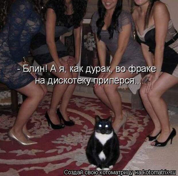 Лучшие котоматрицы недели (50 фото)