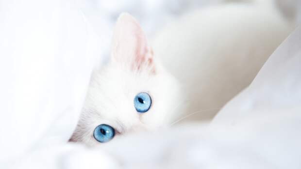 3059790_5113471600x900 (700x393, 78Kb)