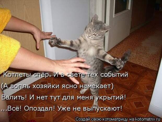 Лучшие котоматрицы недели (50 фото)