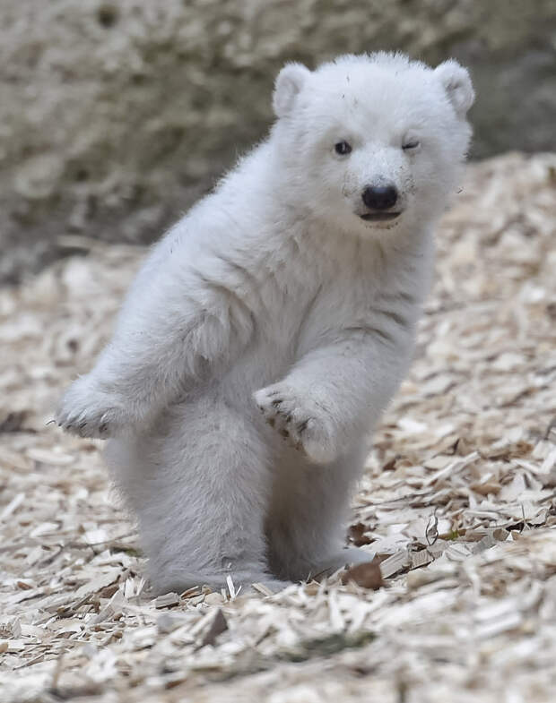 14-недельный белый медведь в Мюнхене