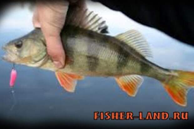 Спортивный окунь