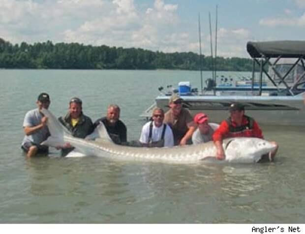Самая большая рыба в мире фото