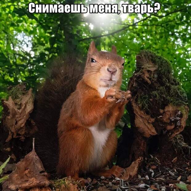 kartinok-interesnyh-prikolnyh-kartinki-smeshnye-kartinki-fotoprikoly